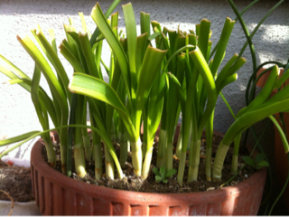 image-20120402104215.png